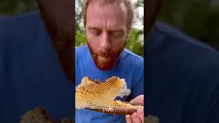 Fresh honeycomb on a stick courtesy of the Bees
