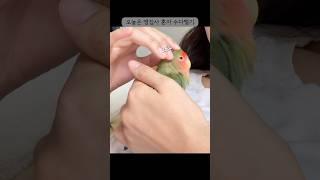 #모란앵무새 앵집사의 마사지샵 오픈! 손님 시원하시져?