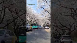 제주대학교 벚꽃길 shorts #2025년 #JejuNationalUniversityCherryBlossomRoad #제주봄여행지 #済州桜の名所 #济州樱花旅游景点