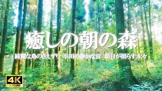 癒しの朝の森：小川のせせらぎ、水の音、綺麗な鳥のさえずり、臨場感、森の音 / 緊張緩和、読書、デスクワークなどにご活用ください【自然音,ASMR,4K,relaxing  nature sounds】