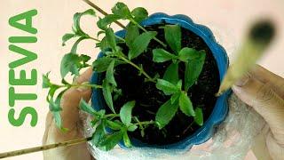 How to Grow Stevia in a Pot at Home | Philippines