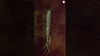 What Is a Species and Why It Is Not a Perfect Metric for Classifying Organisms?