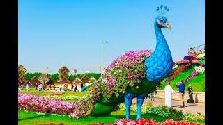 Miracle Garden Dubai    4K | World’s Largest Natural Flower Garden walking Tour | blessed4life