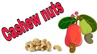 Cashew nuts ( Anacardium occidentals). Family - Anacardiaceae. Cashew apple is a false fruit.