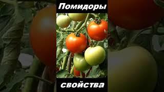Помидоры, овощ, питательные вещества #shorts