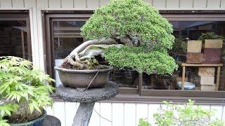 Koju-en Shohin Bonsai Nursery Kyoto 2017