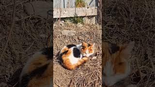 Cute colorful cat snoozing #streetcats #catvideos #catmeow #meowing #shorts