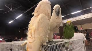 Exotic bird expo 2021