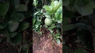 VƯỜN GIỐNG ĐẶC SẢN BƯỞI DIỄN 100.000 CÂY cây Bưởi Diễn 1 Năm Tuổi, Giống Sai Quả, Ngọt: 096.239.2038
