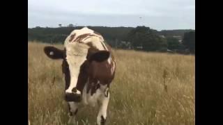 Dancing Cows