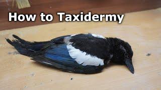 How to Taxidermy a Magpie