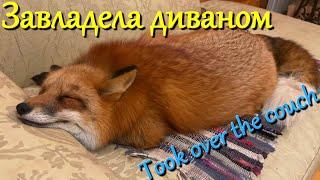 Алиса лиса. Лиса завладела диваном (Fox took over the couch).