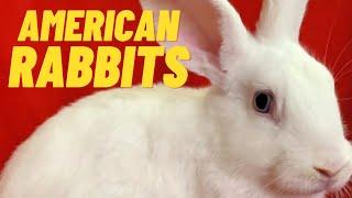 american rabbit breed, History /origin