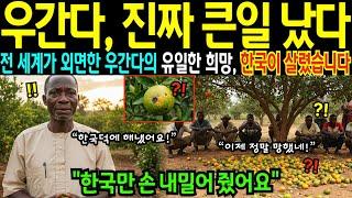 [해외감동사연] 우간다 최대 위기 봉착, 한국 농업기술이 우간다의 유일한 희망을 살렸다. 우간다가 감동한 이유