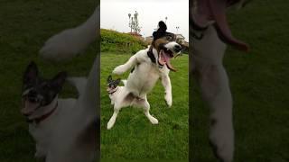 Funny animals 2023 - Funniest Cats and Dogs Video211 #shorts