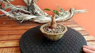 Repotting a Ficus #Bonsai #Prebonsai #Ficus