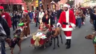 San Diego Pet Parade