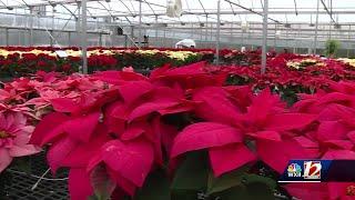 Poinsettia-growing powerhouse, Mitchell’s Nursery & Greenhouse, celebrates 45 years of business