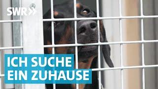 Liebe gesucht: Die große Tierheim Doku aus Esslingen