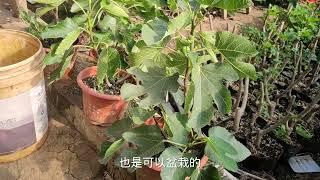 还原1个真实的安金无花果，丰产好吃是根本，好养好种也关键！