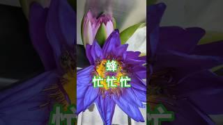 大自然的療癒，蜜蜂好忙#蜜蜂 #蓮花 #lotus #bee