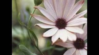 Pink Daisies