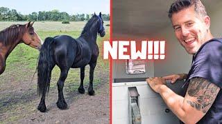 3 new animals for Bauke!! | Is there a horse pregnant?? And much more! | Friesian Horses