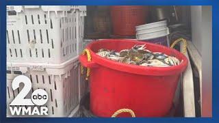 Grand theft crabs: Police nab alleged seafood thief in Elkton