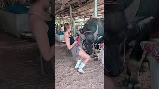 อ้วงบอก กกน .แดงมันเหนียวจริง #น้องควายฉลาดแสนรู้ #buffaloThailand #reelsvideoシforyou #reelsviralシfb