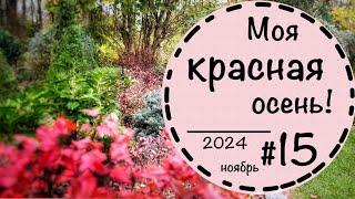 ️Прогулка по саду #15️Ноябрь 2024 ️Что будет с газоном? ️Злаки и гортензии осенью️