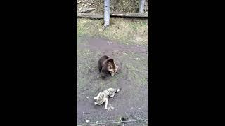 Bear attack Wolf | HD