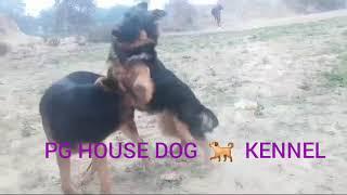 PG HOUSE DOG KENNEL, FARRUKHABAD #dog #doglover #viralvideo