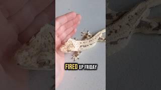 This Gecko Changed Colors?! - Fired Up Friday!