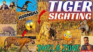 Bumper TIGER sighting in grassland , TIGER walking in front of gipsys in Dhela zone safari 
