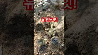 태어난지 3일차 거위 새끼, 무지 잘 먹고 잘 뛰어다님