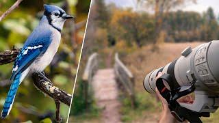 POV Wildlife Photography in the Marsh