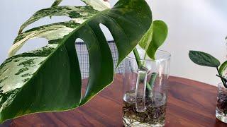 How To Move Houseplant Cuttings from Water to Soil | Monstera Albo