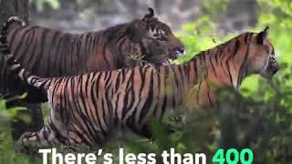Sydney Zoo Welcomes Sumatran Tiger Cubs