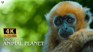 Discovery Animal Planet 4K Ultra HD Video With Names in English