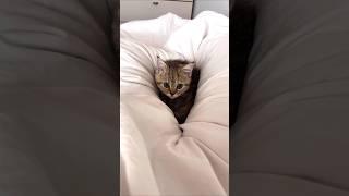 Funniest Kitten Antics 