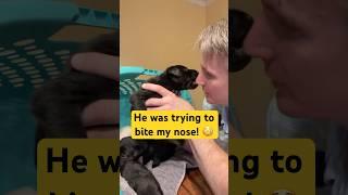 Cute Black Lab puppy tried to bite my NOSE!