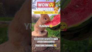 WOW ANG CUTE‼️#youtubetrendingvideo #youtubechannelgrow #youtubechannel #viralvideos #youtubevideos