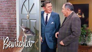 Darrin's Meeting's Disturbed By Witchcraft! | Bewitched