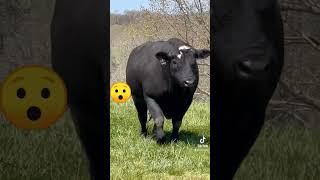 #mol #buqa #cow