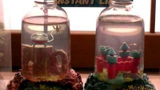 Sea Monkeys _A big family!