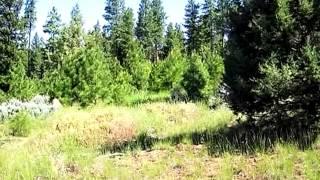 Homes for Sale - TL 1100 OLD WAGON ROAD KENO OR 97627 - Sheree Mauro