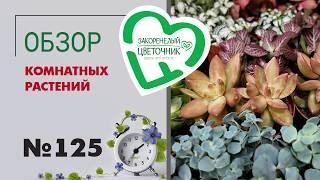 Обзор растений: кактусы, филодендроны, эпипремнумы, рипсалисы, сансевиерии, калатеи, папоротники 125