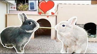 Bunny Romance - Netherland Dwarf Rabbits - Full Grown Free Roam Rabbits - Family Pet Diary