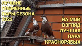 Лучшая пара краснорябых. Николаевские голуби из Красноармейска. Breeding pairs of pigeons season.