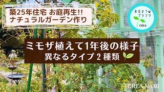 ミモザ植えて1年後【築25年住宅お庭再生】ナチュラルガーデン新しく植えた植物冬越しできたオージープランツNo.60.2024.3.19撮影